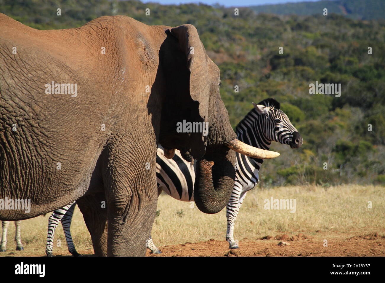 Elefant und Zebra in Südafrikanischer Lenting Stockfoto
