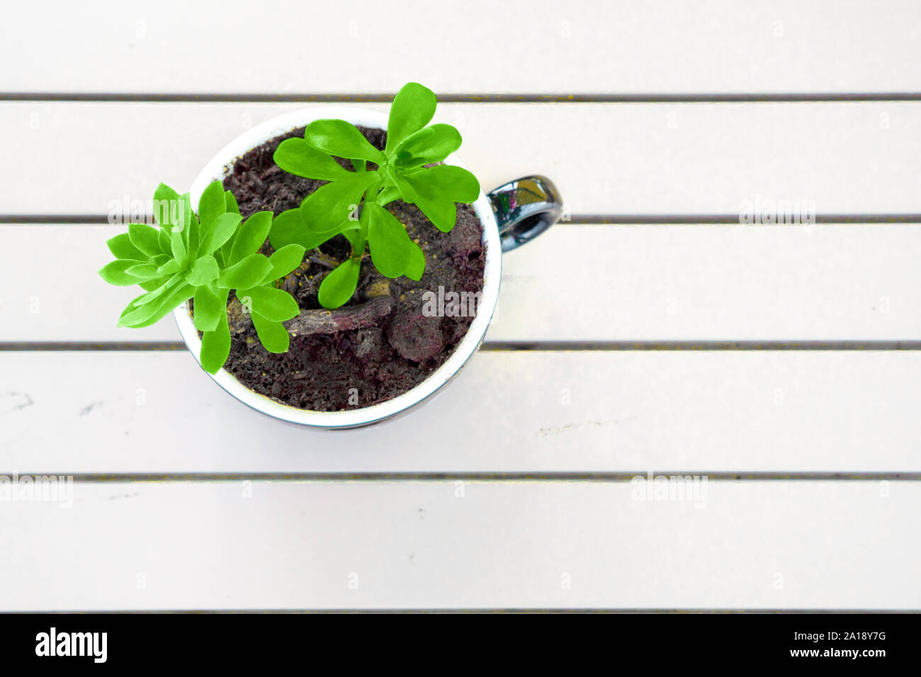 Grüne Pflanze, die in der weißen Schale auf weiße Holztisch. Kopieren Sie Platz. Blick von abow. Pachira aquatica Werk in kleinen weißen Topf auf einem weißen Hintergrund. Organic Food Konzept. Null Abfall shopping Stockfoto