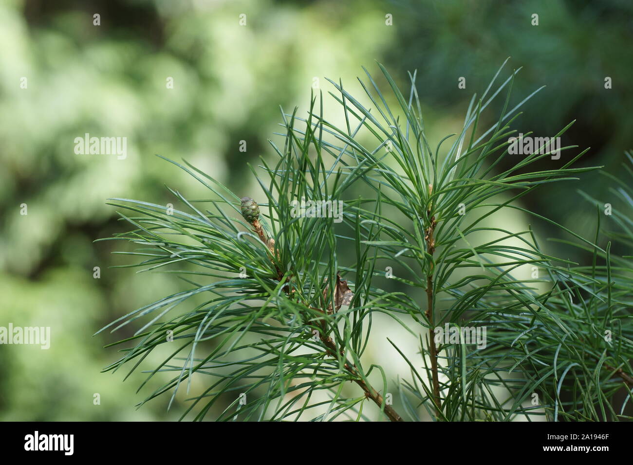 Pinus fenzeliana kwangtungensis Subspezies. Stockfoto
