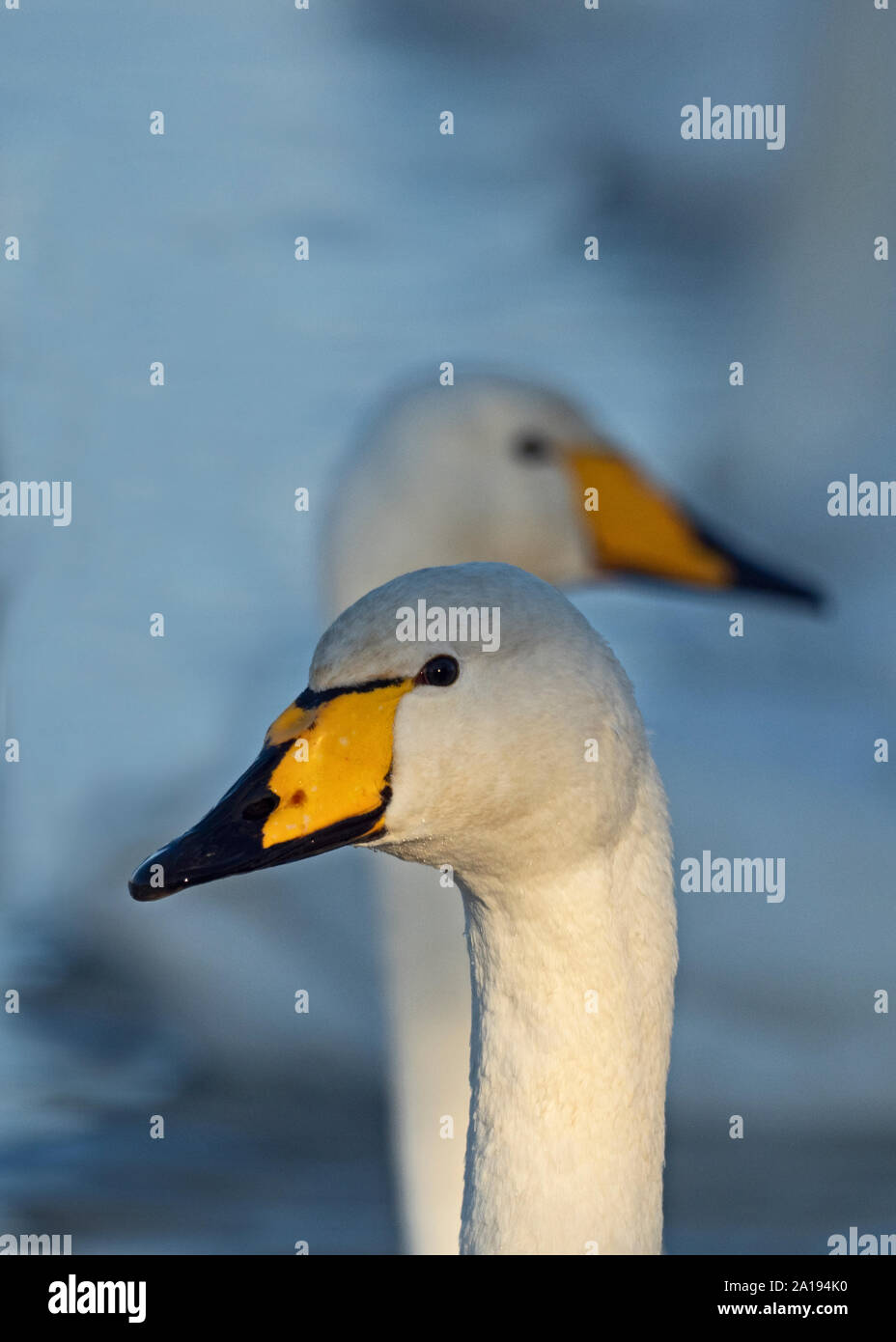 Singschwan Cygnus cygnus Martin bloße Lancs UK winter Stockfoto