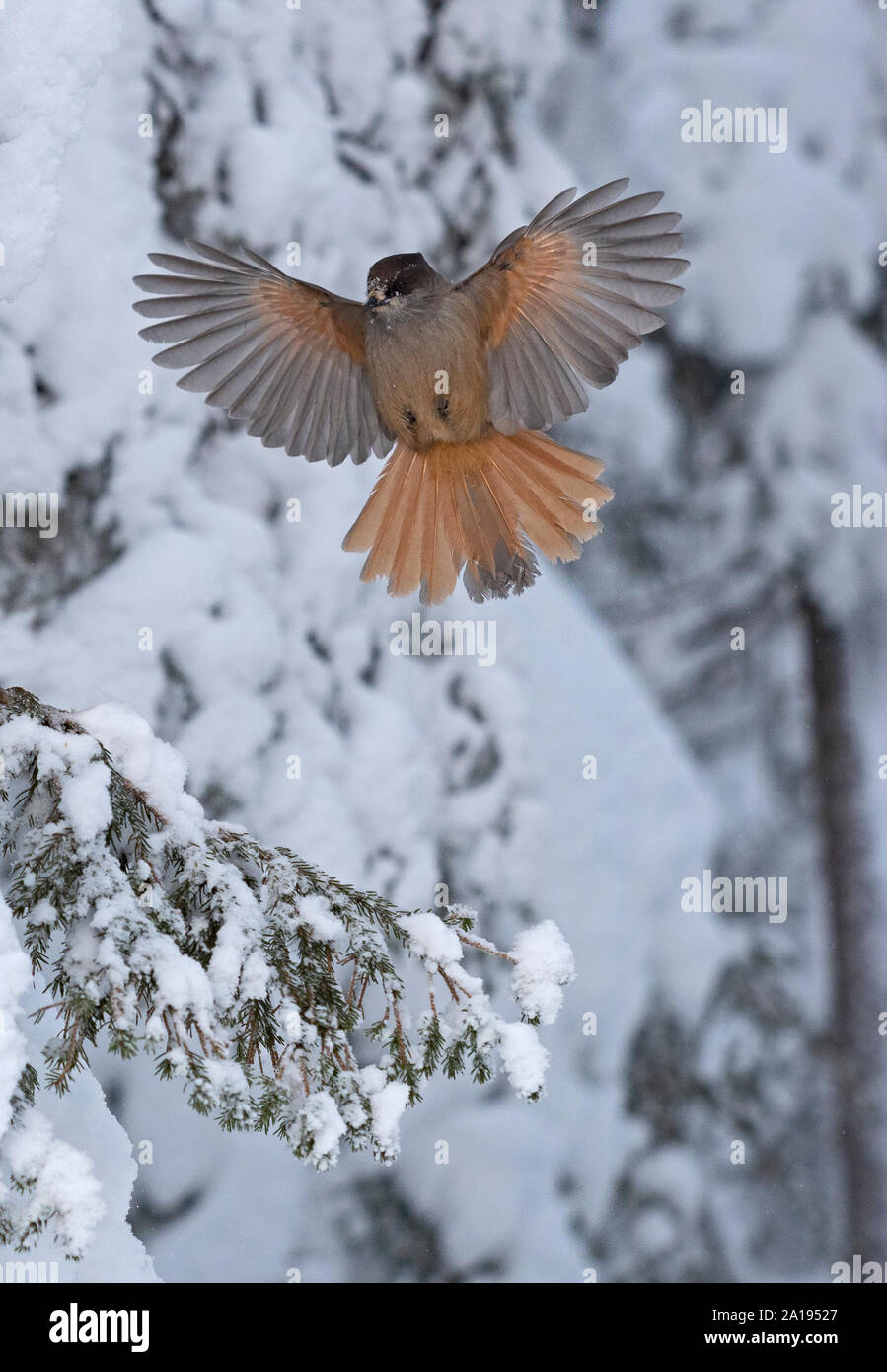 Sibirische Jay Perisoreus infaustus Kuusamo, Finnland Winter Stockfoto