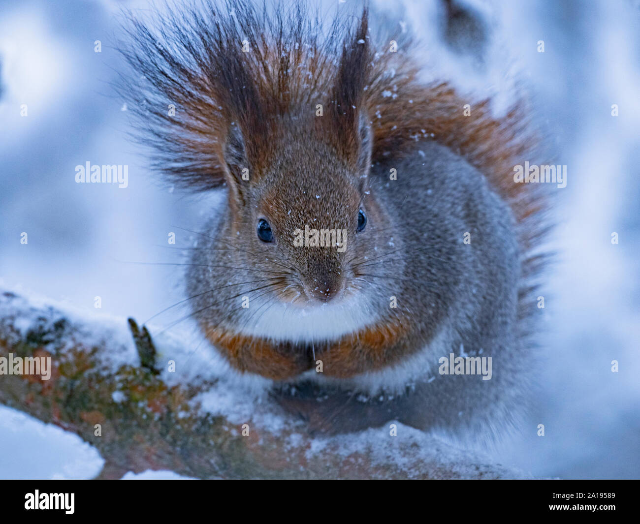 Eichhörnchen Sciurus vulgaris Finnisch Lappland im Winter Stockfoto