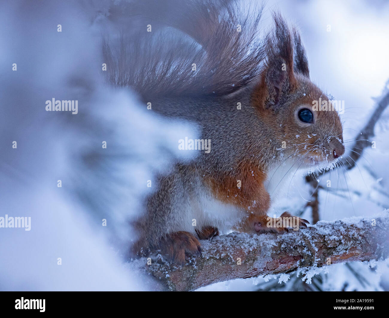Eichhörnchen Sciurus vulgaris Finnisch Lappland im Winter Stockfoto
