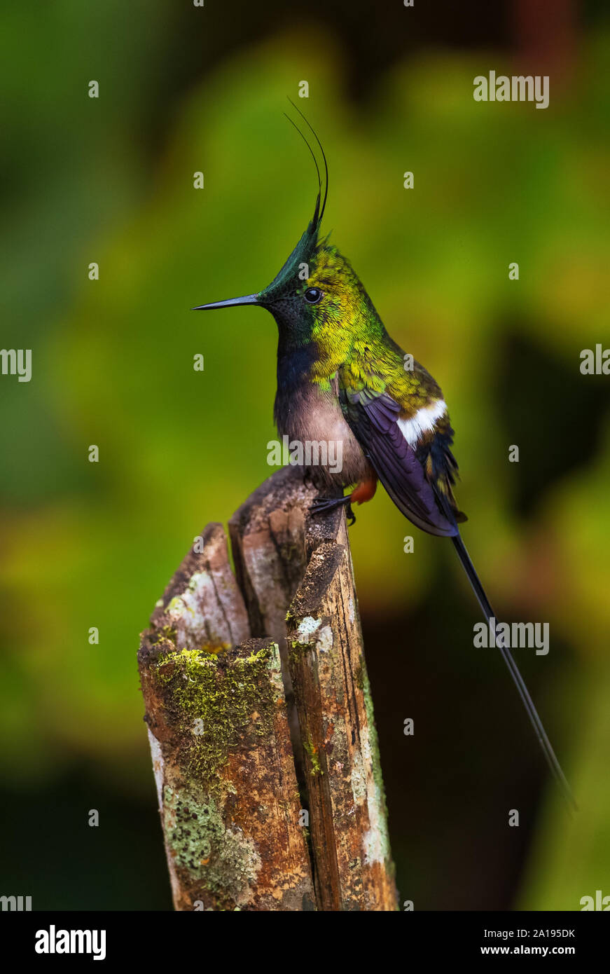 Kabel-Crested Thorntail - Discosura popelairii, schöne kleine Crested hummingbird von Andinen Pisten von Südamerika, wilde Sumaco, Ecuador. Stockfoto