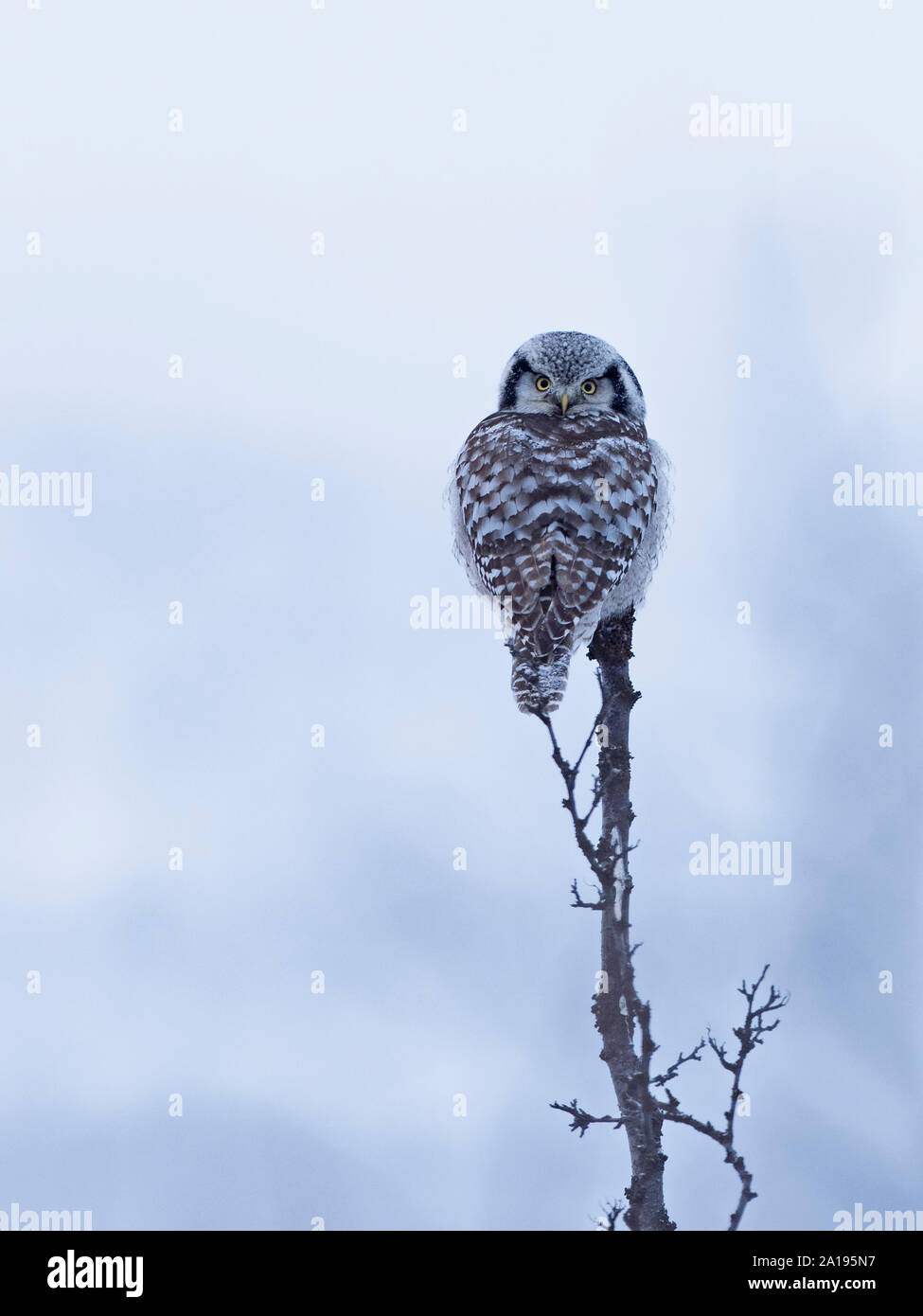 Northern hawk Owl (Surnia Ulula) auf Ast in Norwegen, Skandinavien thront. Stockfoto