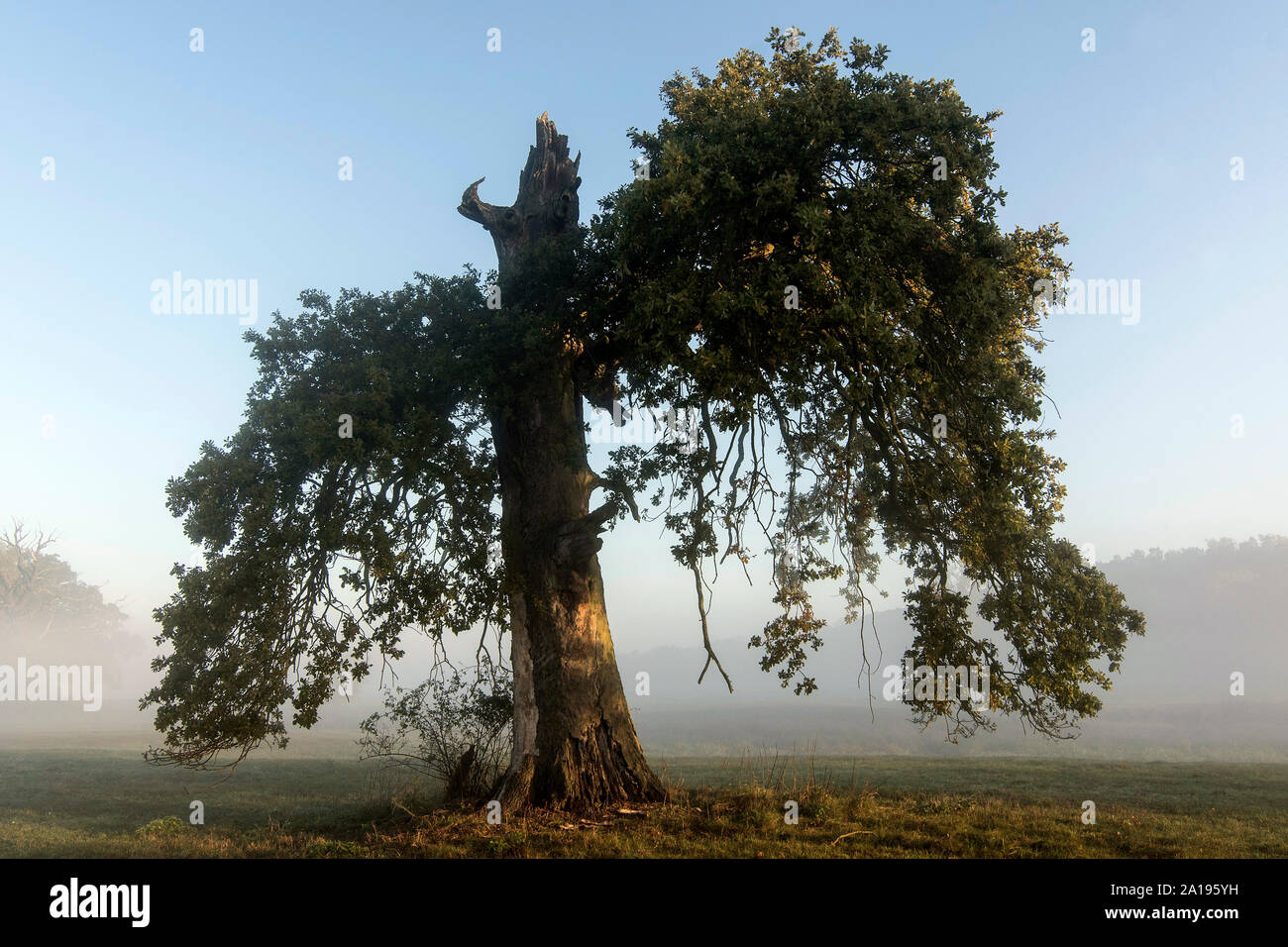 Herbst, Sonnenaufgang auf der Wiese am Fluss Stockfoto