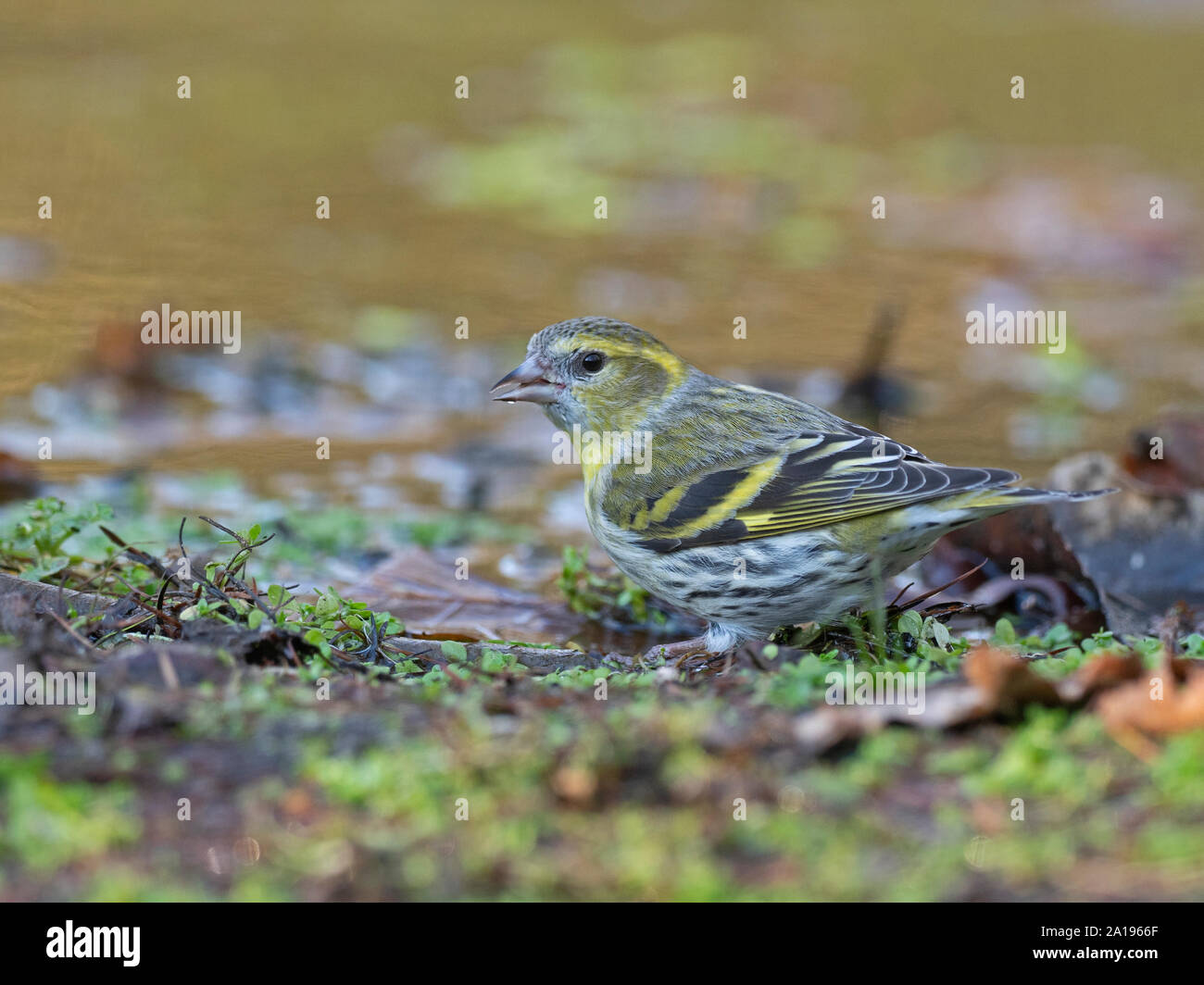 Eurasian Siskin Spinus spinus weiblichen Trinken an Woodland pool Norfolk winter Stockfoto