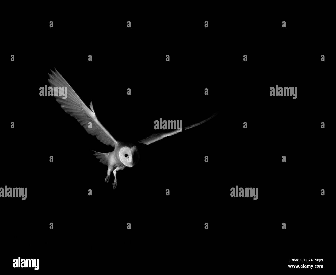 Schleiereule Tyto alba North Norfolk Stockfoto