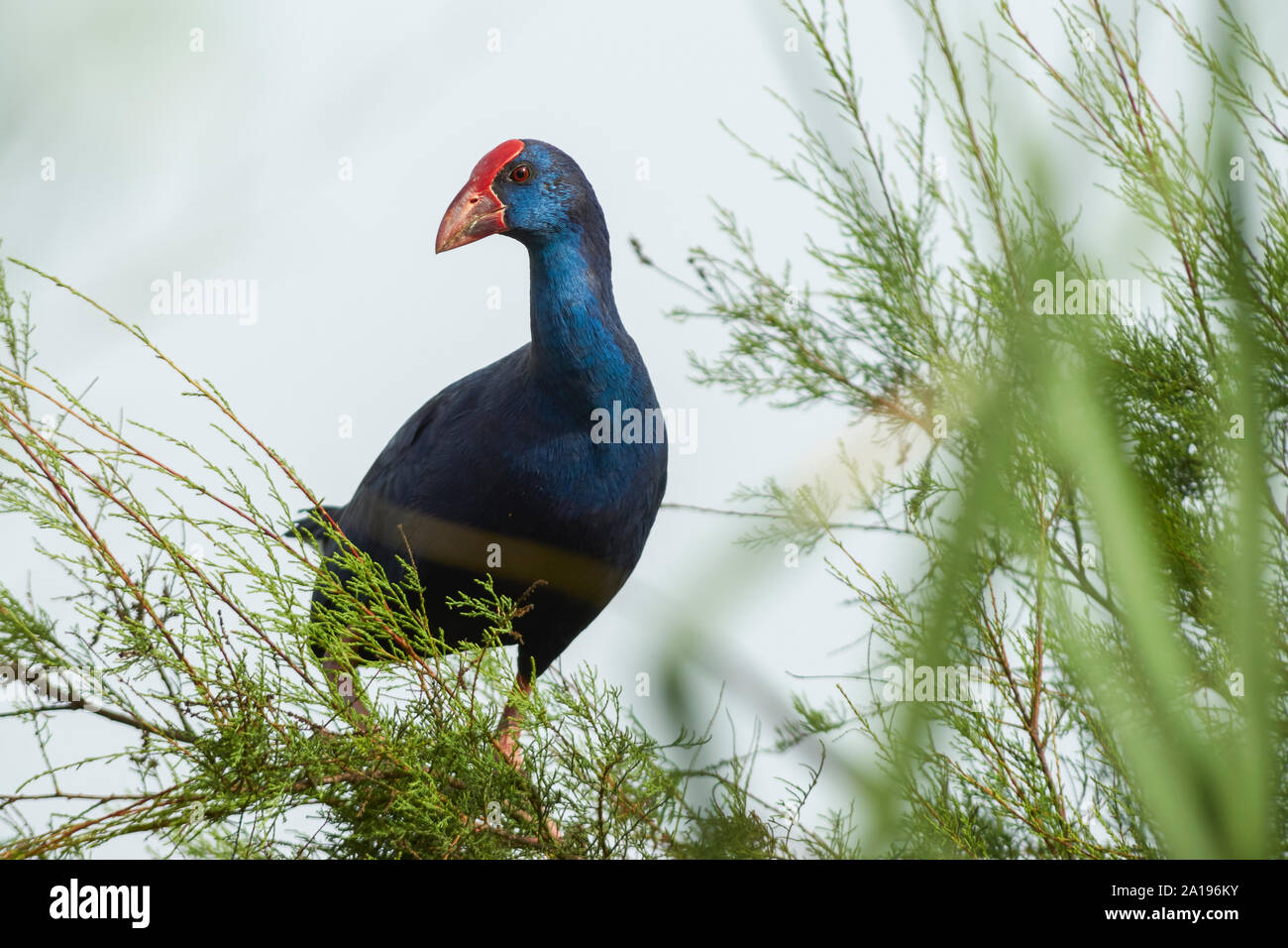 Sandgarnelen (Porphyrio porphyrio). Provinz Granada im Mittelmeer. Spanien Stockfoto