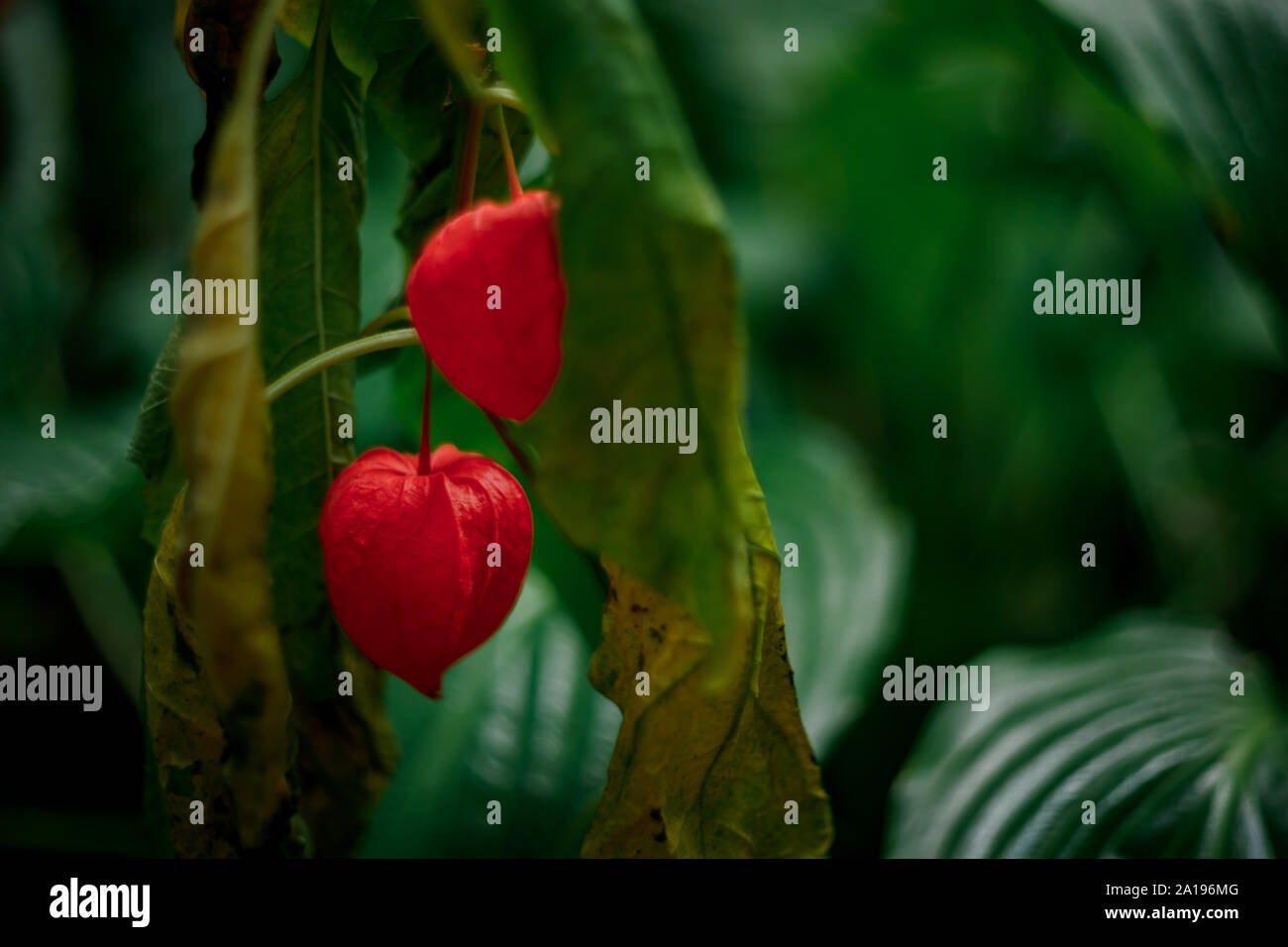 Schönen und warmen Natur Szene von rot und orange Pflanzen. Bunte und lebendige Nahaufnahme von empfindlichen Pflanzen. Stockfoto