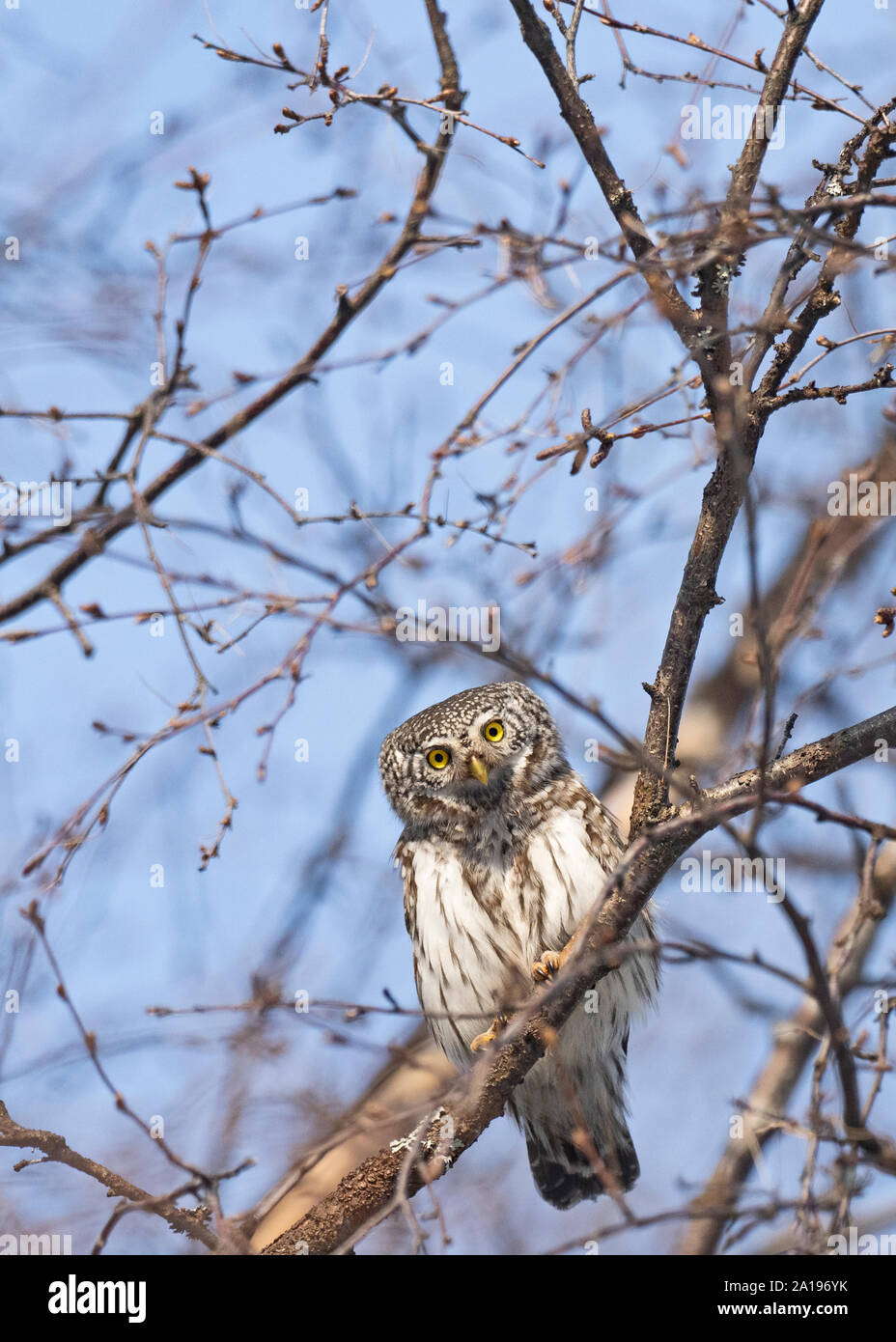Northern Sperlingskauz Glaucidium californicum Oulu Finnland Winter Stockfoto