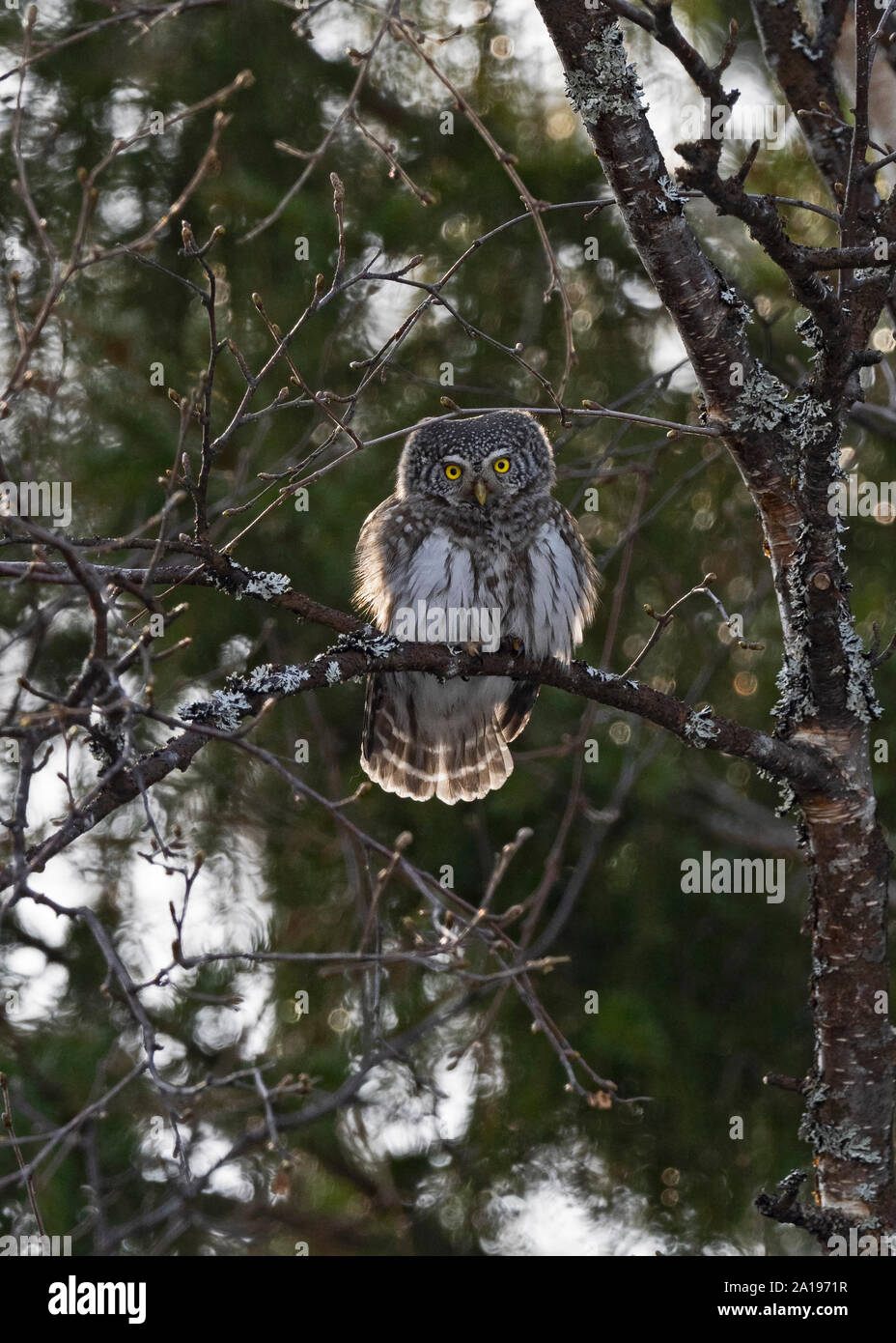 Northern Sperlingskauz Glaucidium californicum Oulu Finnland Winter Stockfoto