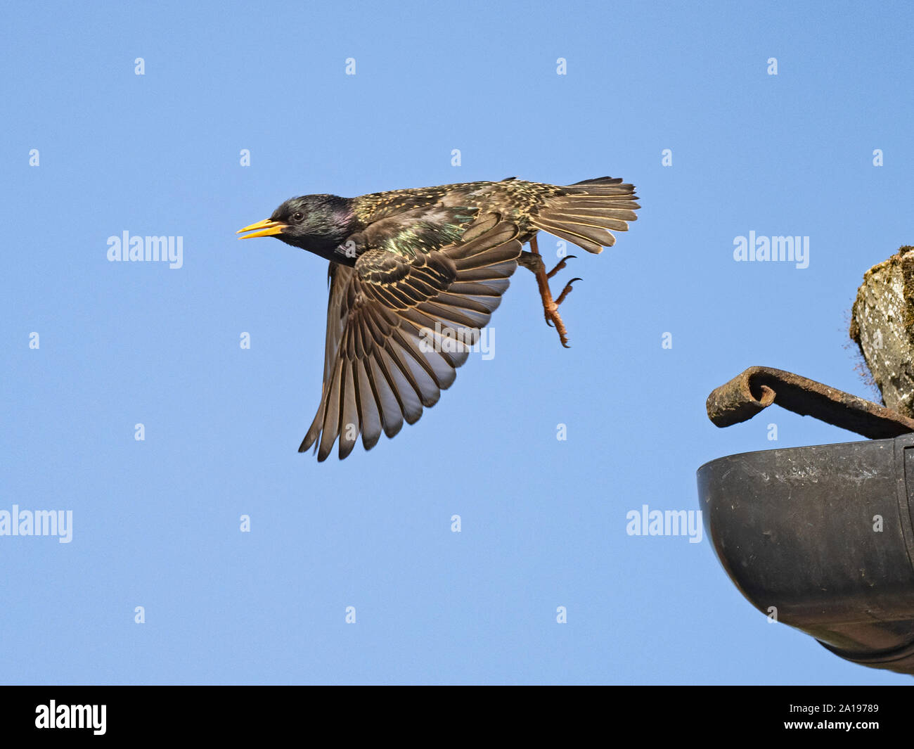 Starling Sturnus vulgarus verlassen nest Website in der traufe von House North Norfolk UK Feder Stockfoto