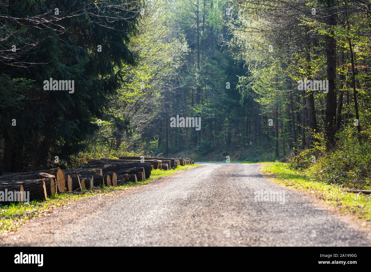 Forststraße mit Zweigen und Stämmen von ausgeschnittenen Bäumen, Sopron, Ungarn Stockfoto