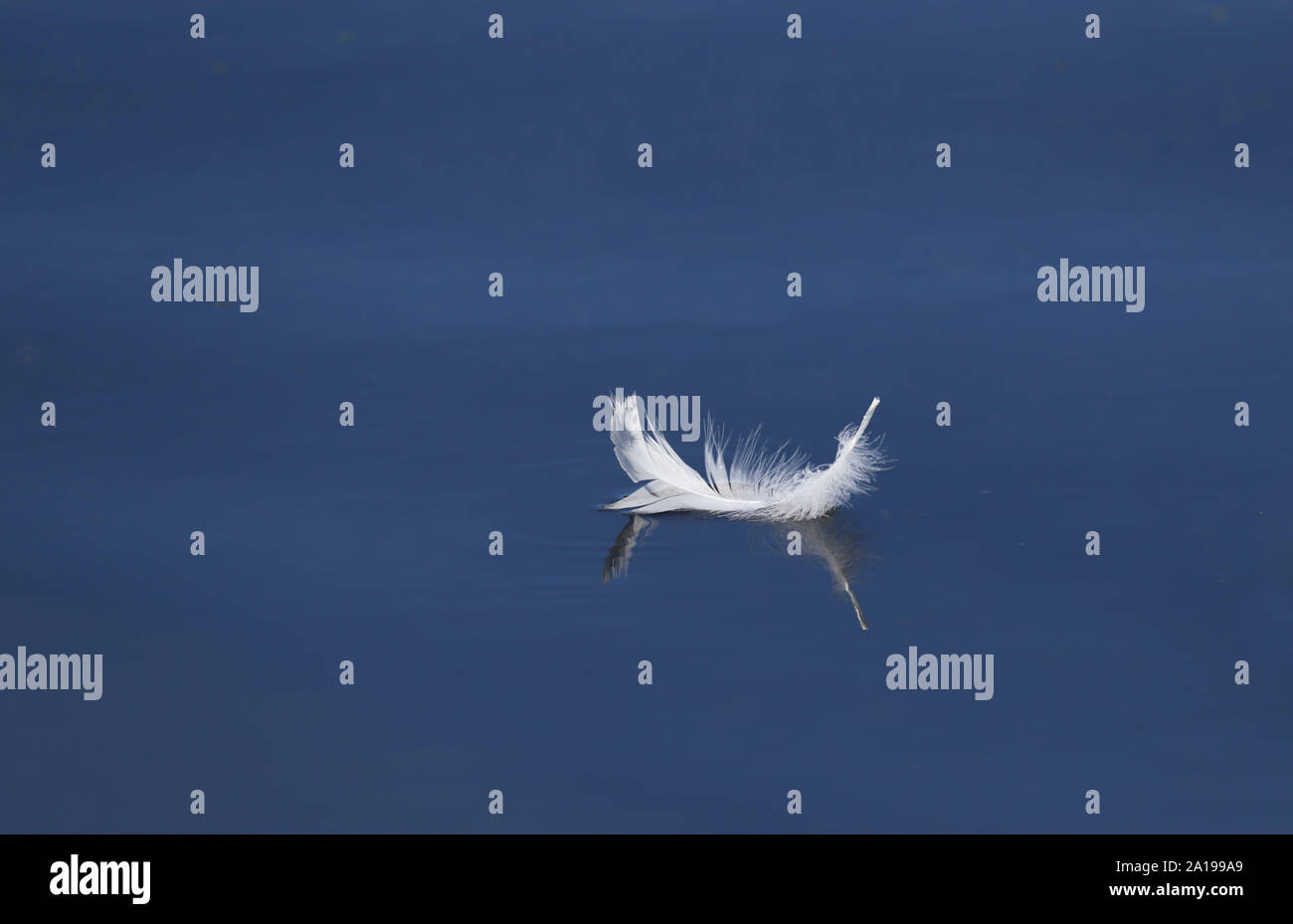 Nahaufnahme von einem weißen Gans Vogelfeder schwebend und in klare blaue Wasser widerspiegelt. Stockfoto