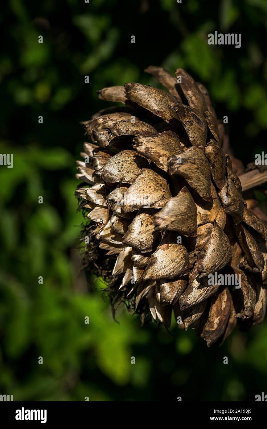 Eine Nahaufnahme der Reste der Blüte einer Pflanze Cardoon Cynara Cardunculus nach der Blüte. Stockfoto