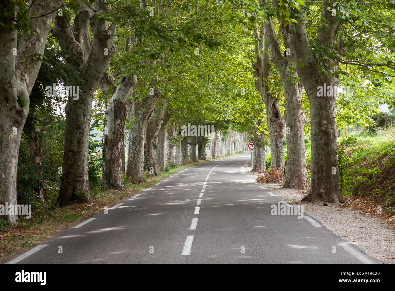 Straße mit avenue Bäume in der Nähe von Apt, Vaucluse, Provence-Alpes-Cote d Azur, Frankreich, Europa Stockfoto