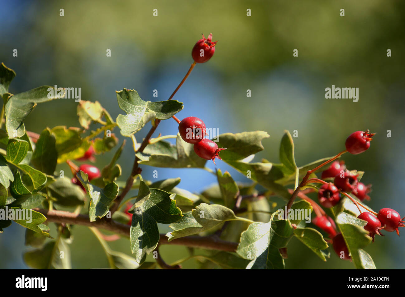 Gemeinsame Weißdornfrüchte, rote Früchte von Rosa moschata oder weißdorn oder Single - gesäte Weißdorn im Herbst Sonne Stockfoto