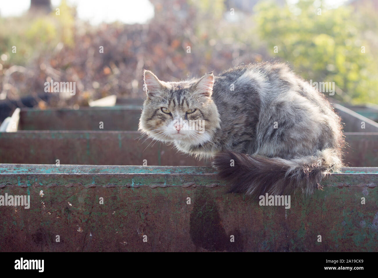 Eine Obdachlose schmutzig graue Katze. heimatlose Tiere leben in den Müll. Geringe Tiefenschärfe. Stockfoto