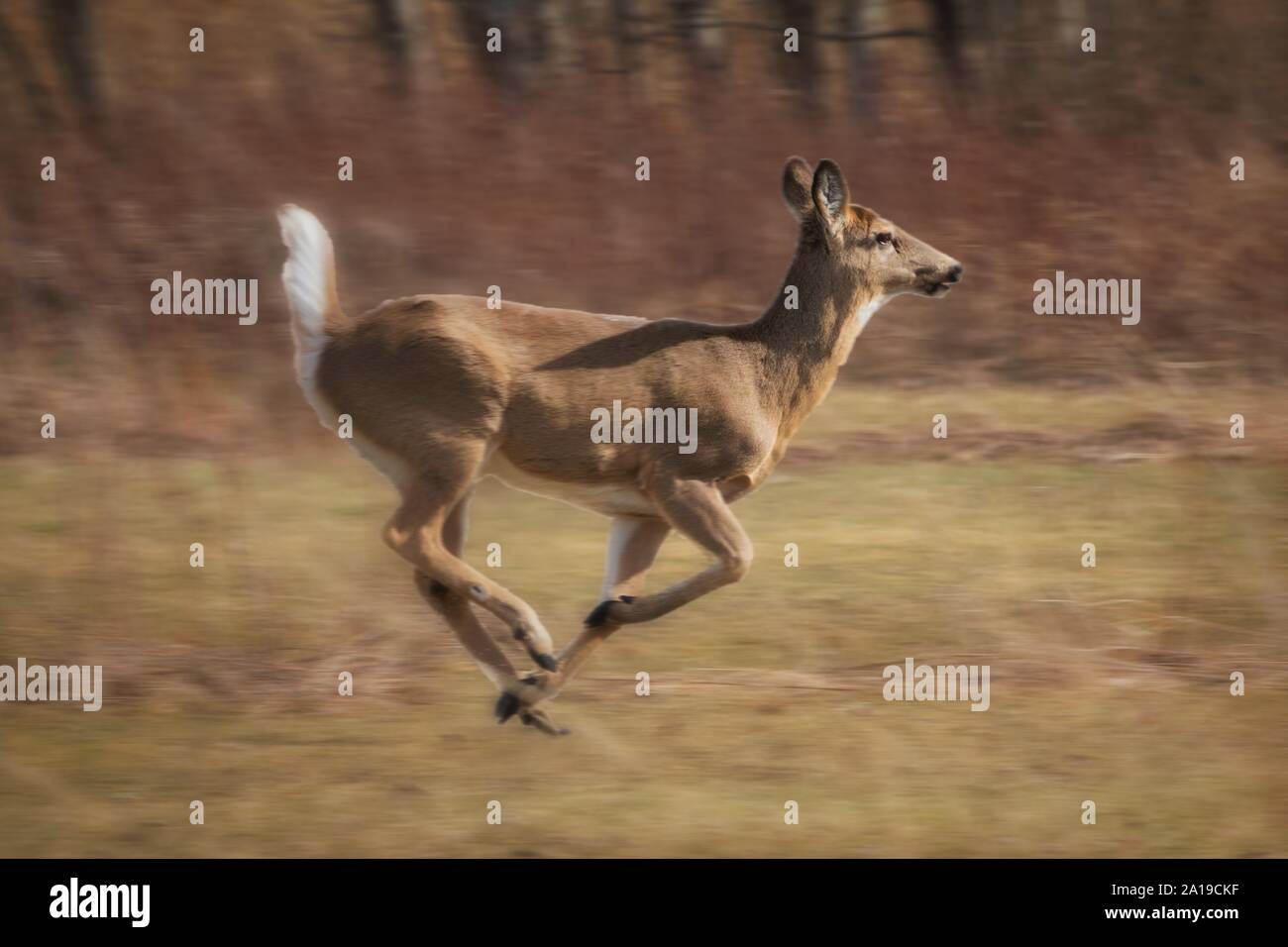 Schnell Laufender Hirsch im Feld in der Nähe von Forest Stockfoto