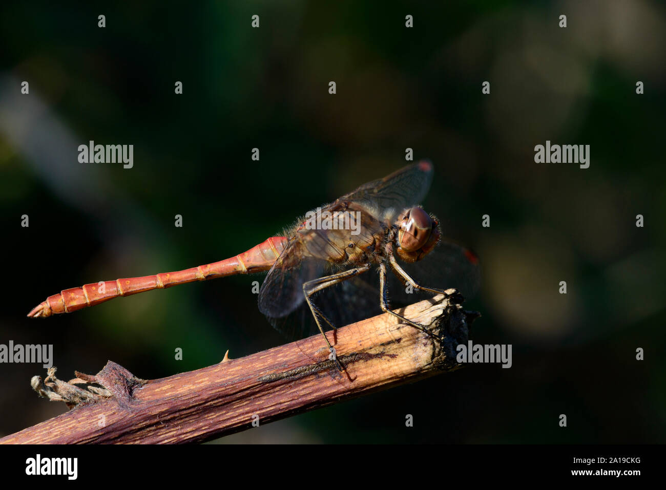 Rot geäderten Darter, Dragonfly, (Sympetrum fonscolombii), reifen männlichen Stockfoto