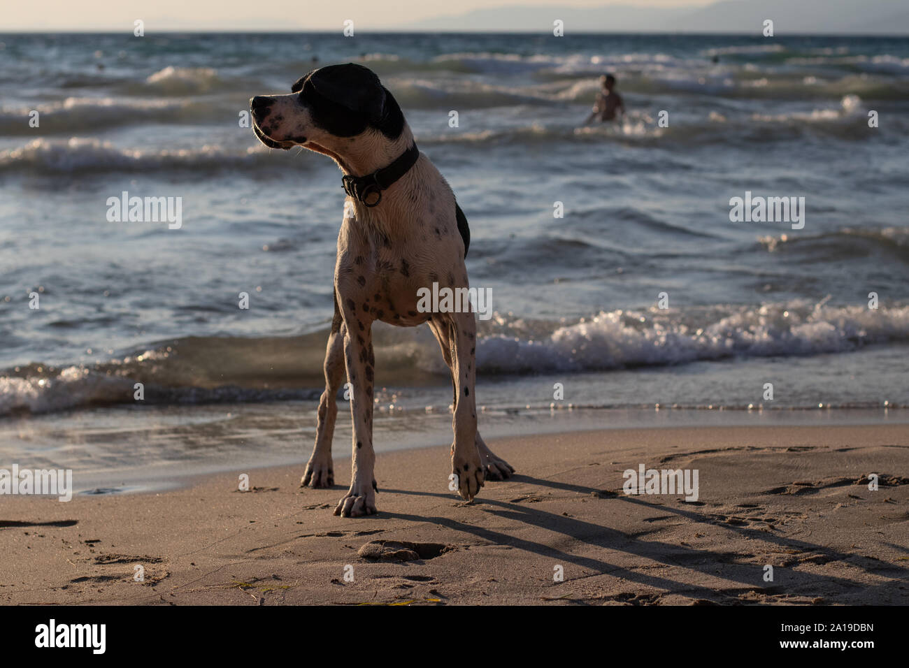 Großen weißen und schwarzen Hund an einem Sandstrand an einem heißen Sommertag. Stockfoto