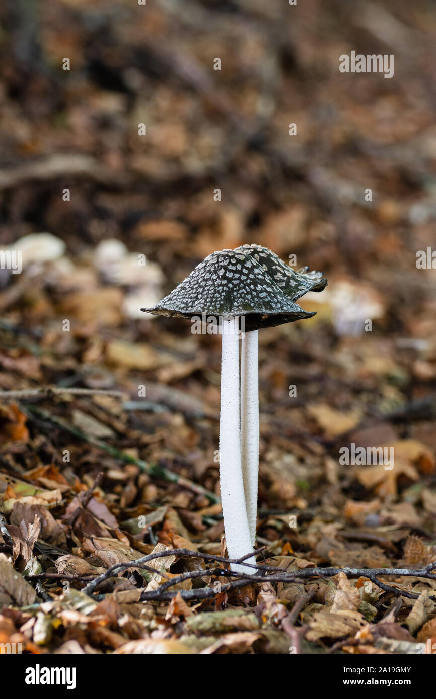 Magpie Pilz (Coprinopsis picacea) giftige Pilze im Herbst auf Waldboden Stockfoto