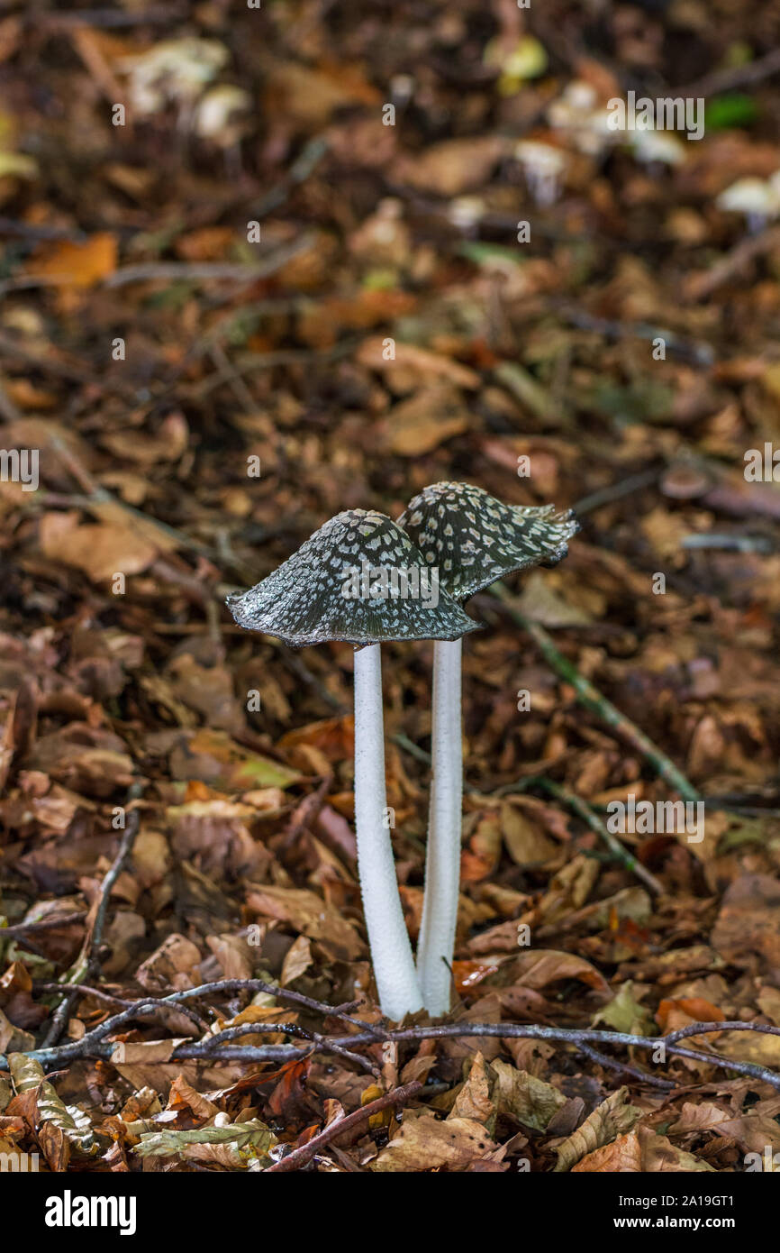 Magpie Pilz (Coprinopsis picacea) giftige Pilze im Herbst auf Waldboden Stockfoto