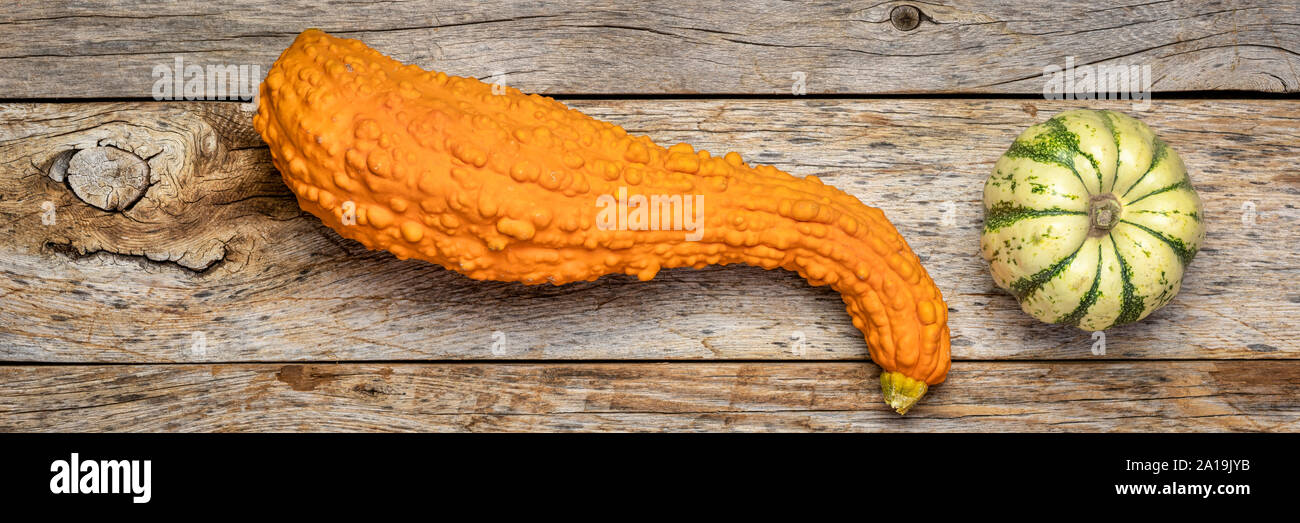 Kleine ornamentale Kürbis über rustikale verwittertes Holz, lange Banner Format, Herbst Ernte Konzept Stockfoto