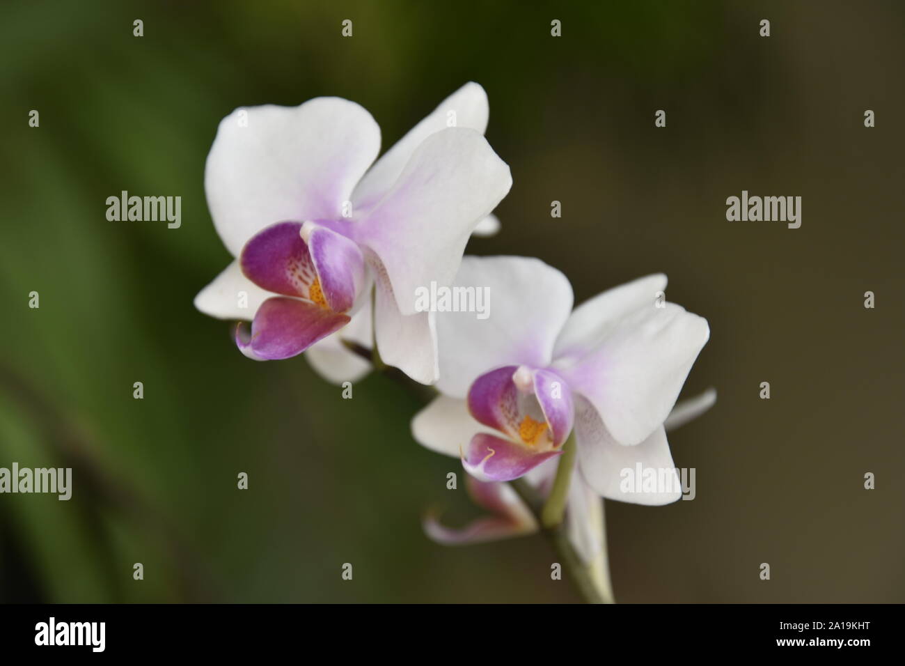Weiß und Lila schwimmenden Orchid Stockfoto