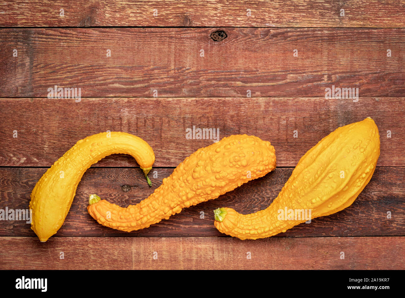 Zierpflanzen Kürbis über rustikale Scheune verwittertes Holz mit einer Kopie - Herbstferien oder Harvest Konzept Stockfoto