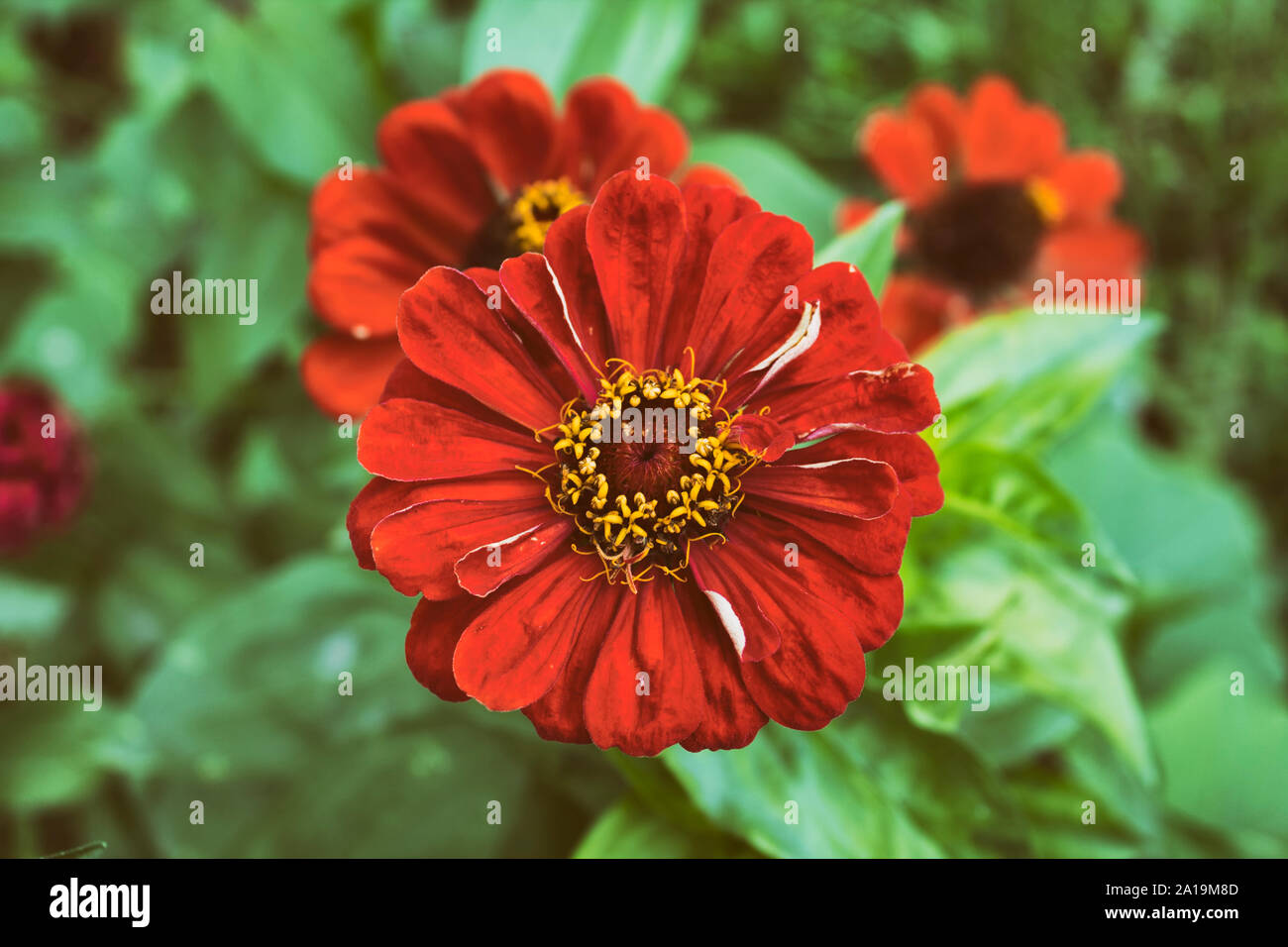 Red Zinnia. Schöner Garten mit Blumen. Herbst blühen. Stockfoto