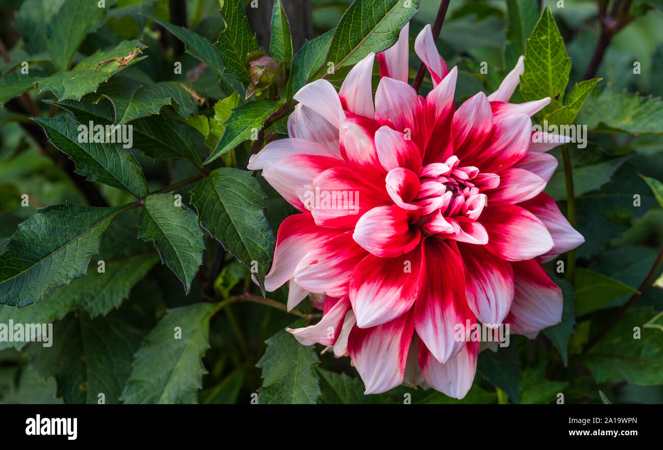 Rote und Weiße Dahlie, Nahaufnahme Stockfoto