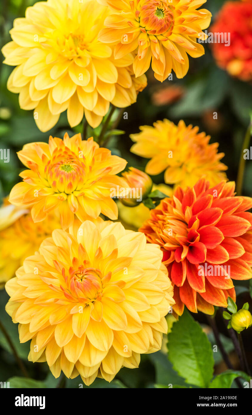 Gelb und Orange gefärbt Dahlien Stockfoto