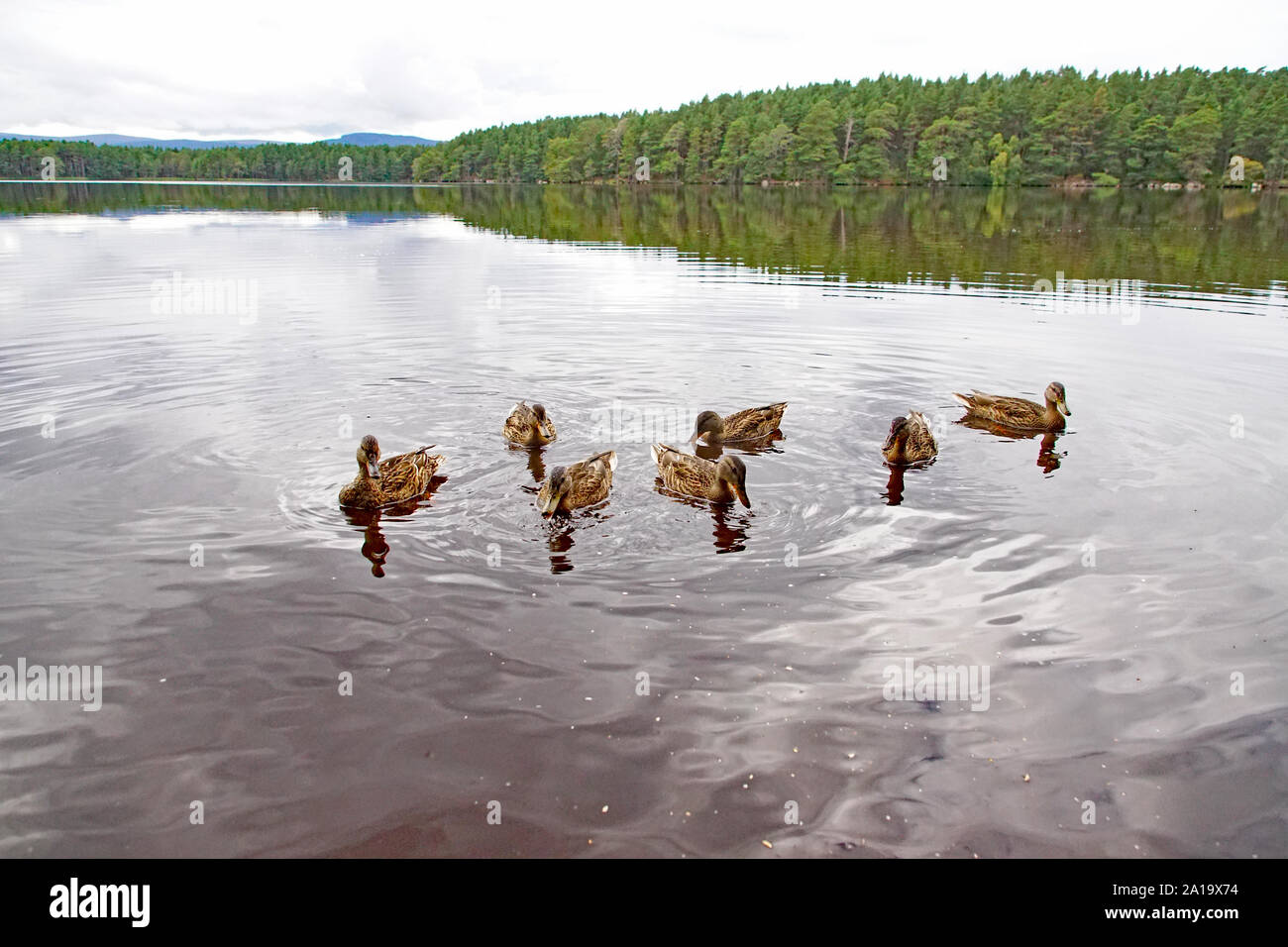 Gruppe der Stockenten (Anas Platyrhynchos) Schwimmen auf Loch Garten, Nethy Bridge, Cairngorms National Park, Schottland Stockfoto