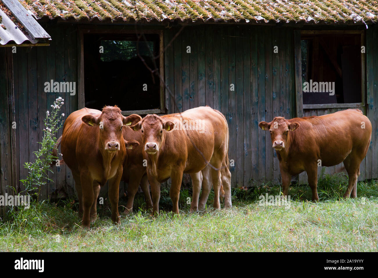 Rindviehcher -Fotos und -Bildmaterial in hoher Auflösung – Alamy