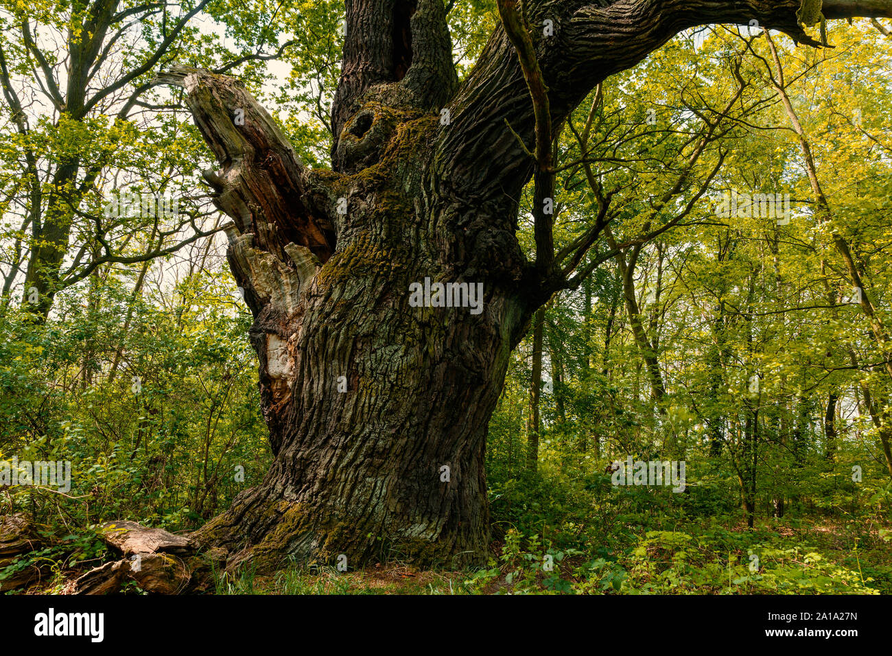 Riesige Eiche Baum in einem Wald mit frischen grünen Blätter