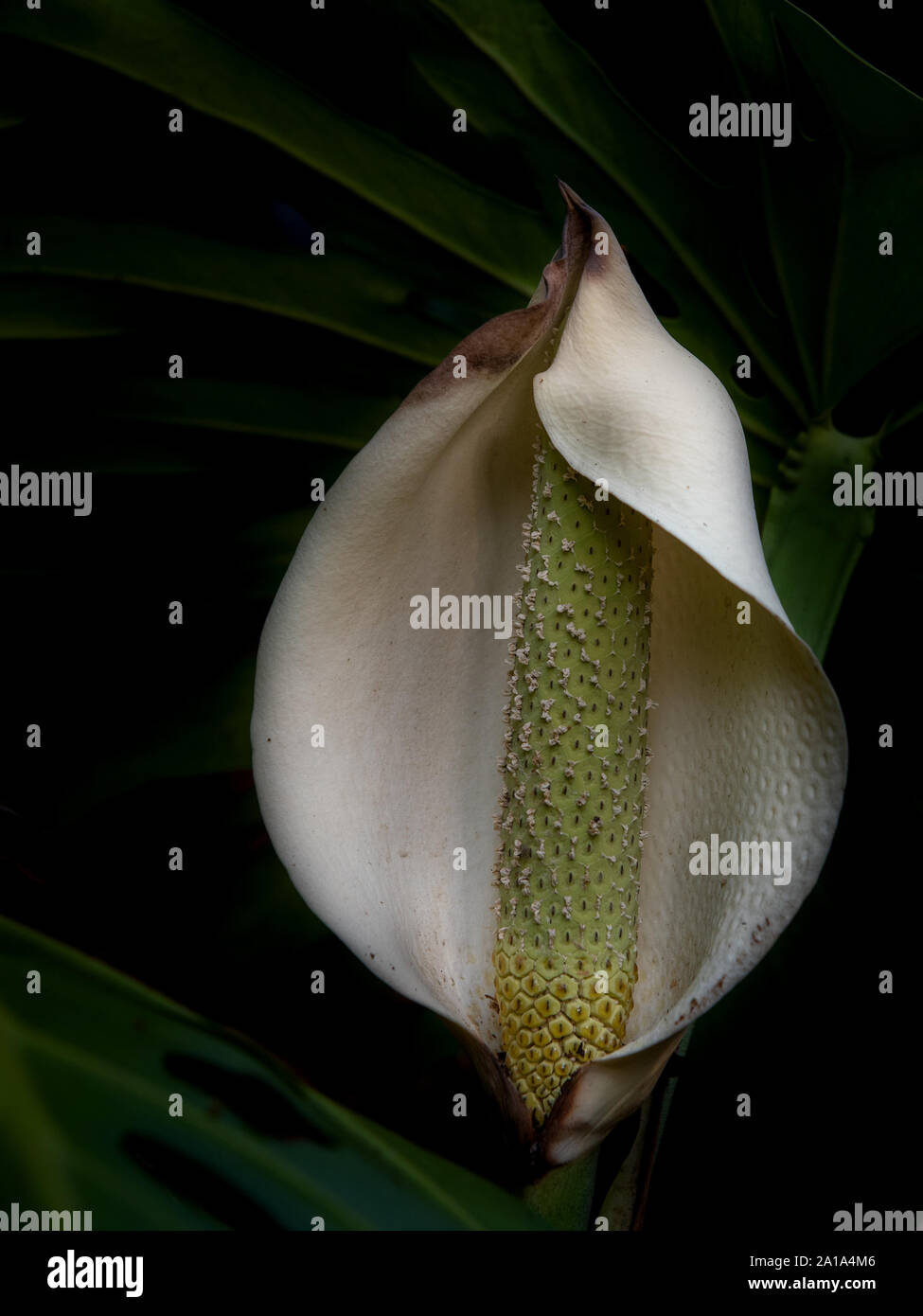 Close-up und selektiven Fokus auf die seltene flowere der Monstera deliciosa, der Schweizer Käse, zeigt eine kleine Unvollkommenheit an der Spitze, Blätter in Th Stockfoto