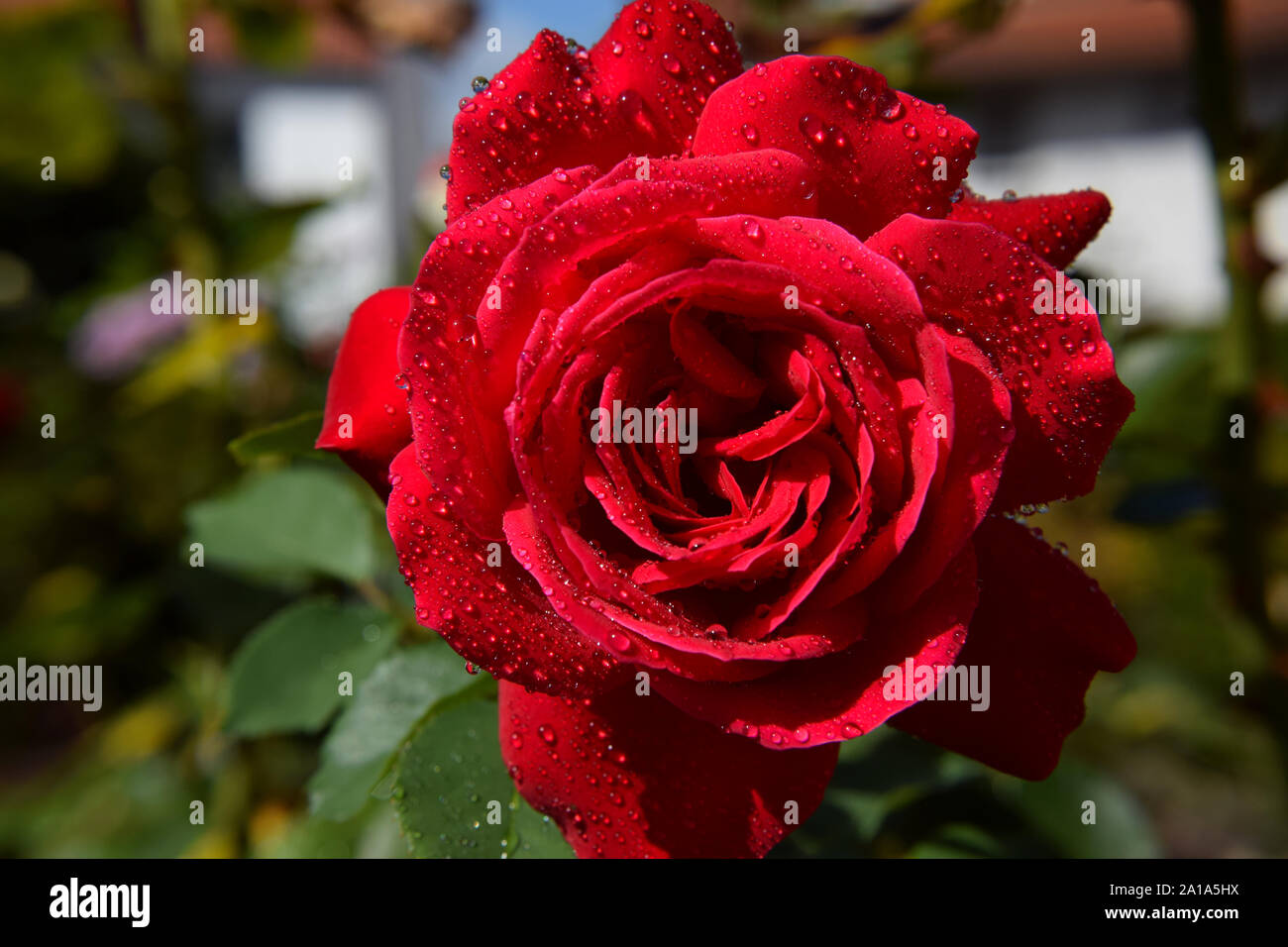 Red Rose Blüte mit Wassertropfen auf der Blütenblätter - Schöner Garten Stockfoto