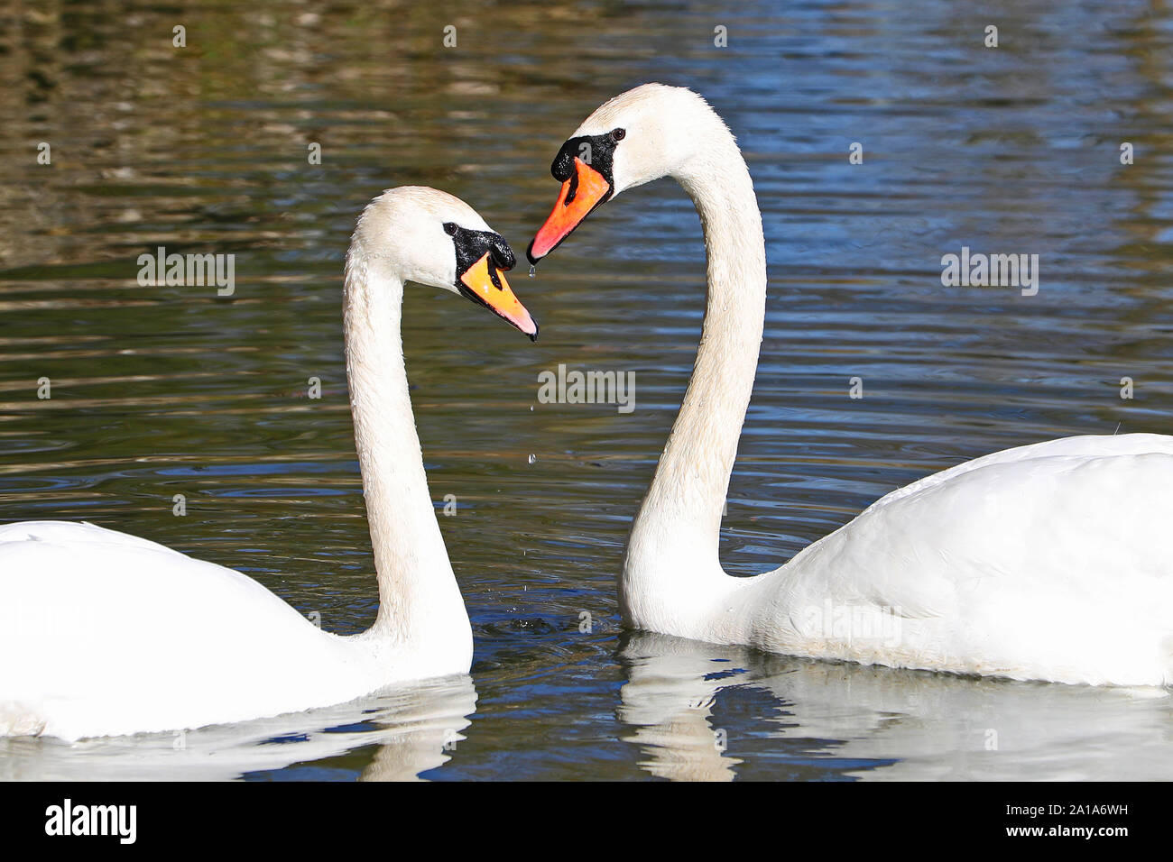 Paar Höckerschwäne, die Form eines Herzens Nahaufnahme lateinischer Name Cygnus olor Familie Entenvögel schwimmen auf einem Teich in der Universität Parks in Oxford, England Stockfoto