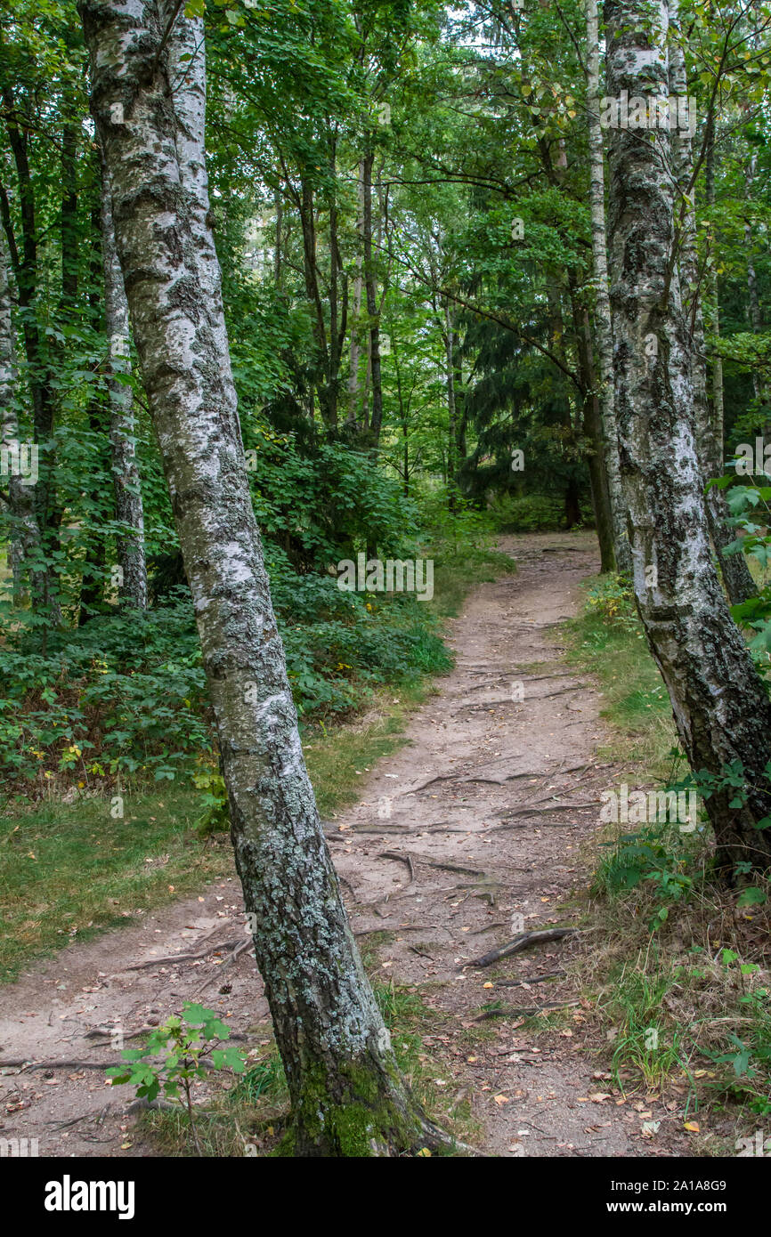Waldweg, Blockheide, Waldviertel, Österreich Stockfoto