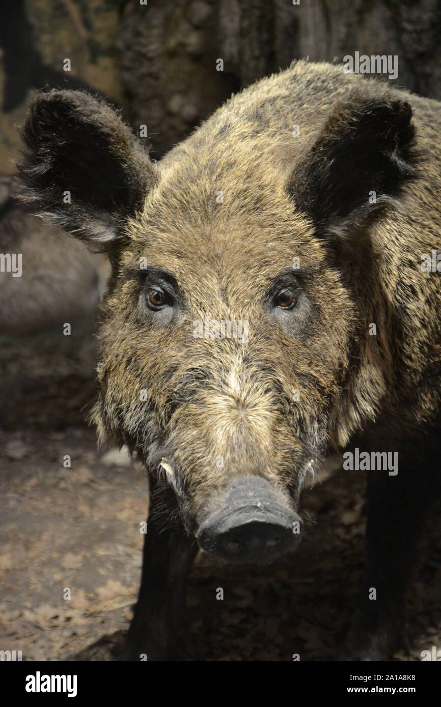Ein Wildschwein in der Viktorianischen Natural History Galerie Museum in Ipswich, Ipswich, Suffolk, Großbritannien. Stockfoto