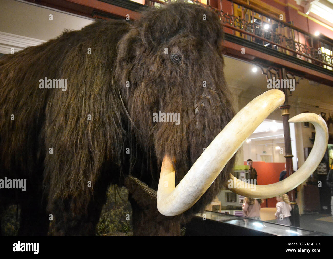 Eine wollige Mammut in der Viktorianischen Natural History Museum Galerie, Ipswich, Ipswich, Suffolk, Großbritannien. Stockfoto