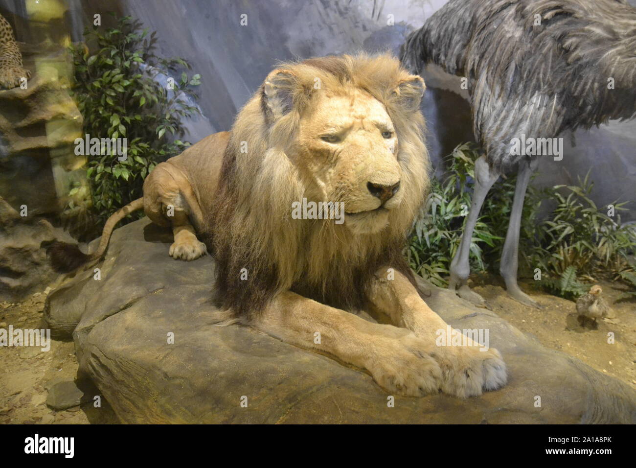 Ein männlicher Löwe, der in der Viktorianischen Natural History Galerie Museum in Ipswich, Ipswich, Suffolk, Großbritannien. Stockfoto
