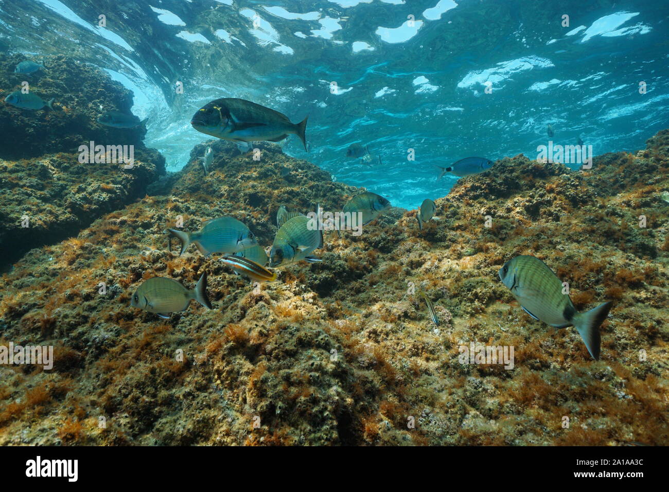 Fisch und Felsen unter Wasser in das Mittelmeer, Frankreich Stockfoto