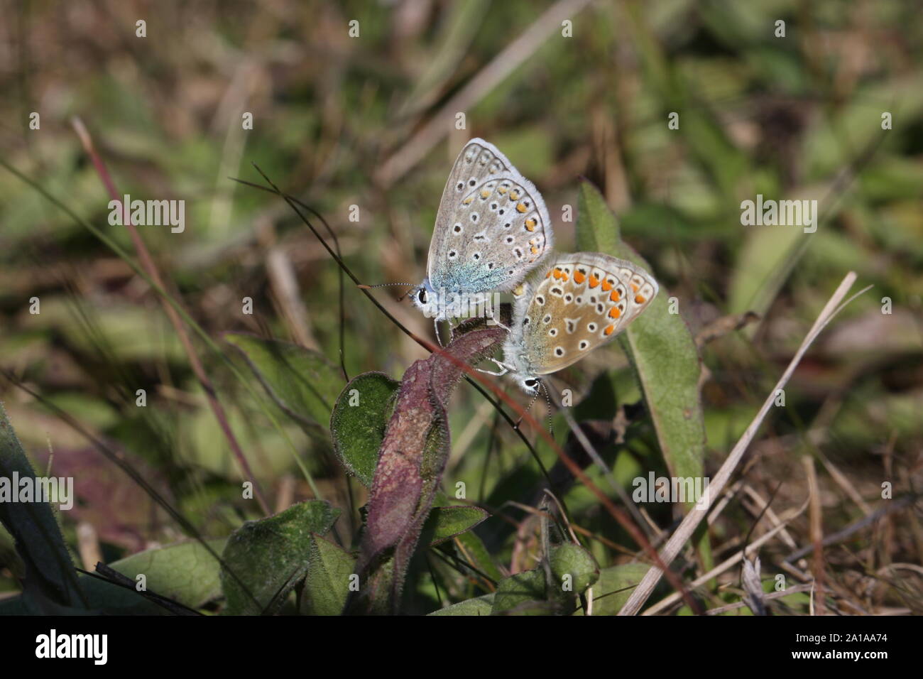 Zwei Baton blaue Schmetterlinge Paarung im Herbst Stockfoto