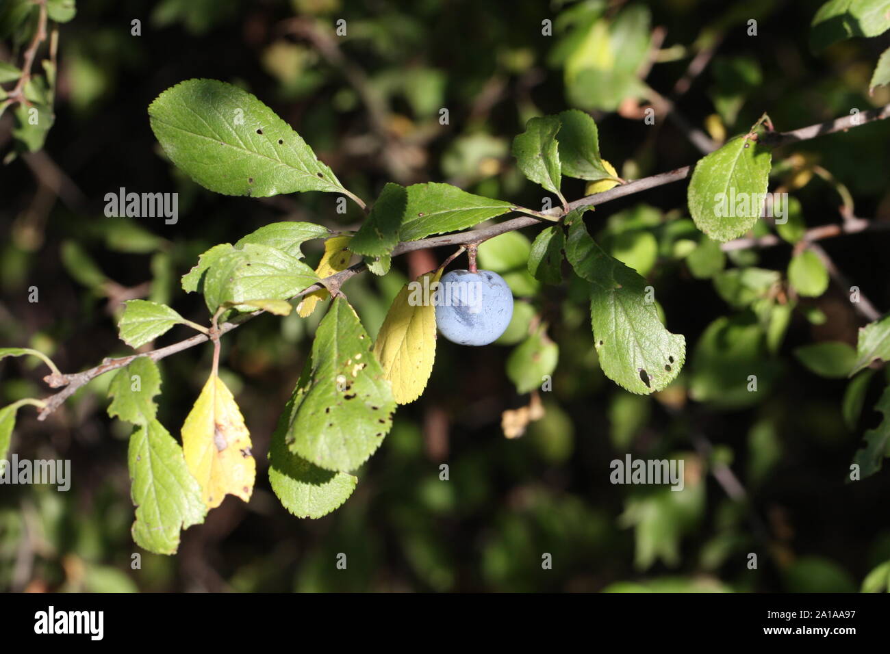 Eine einzelne Blackthorn Berry zwischen Blättern Stockfoto