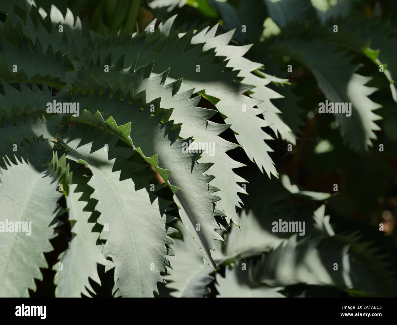 Melianthus major, Honig Strauch, Nahaufnahme der Blätter Stockfoto