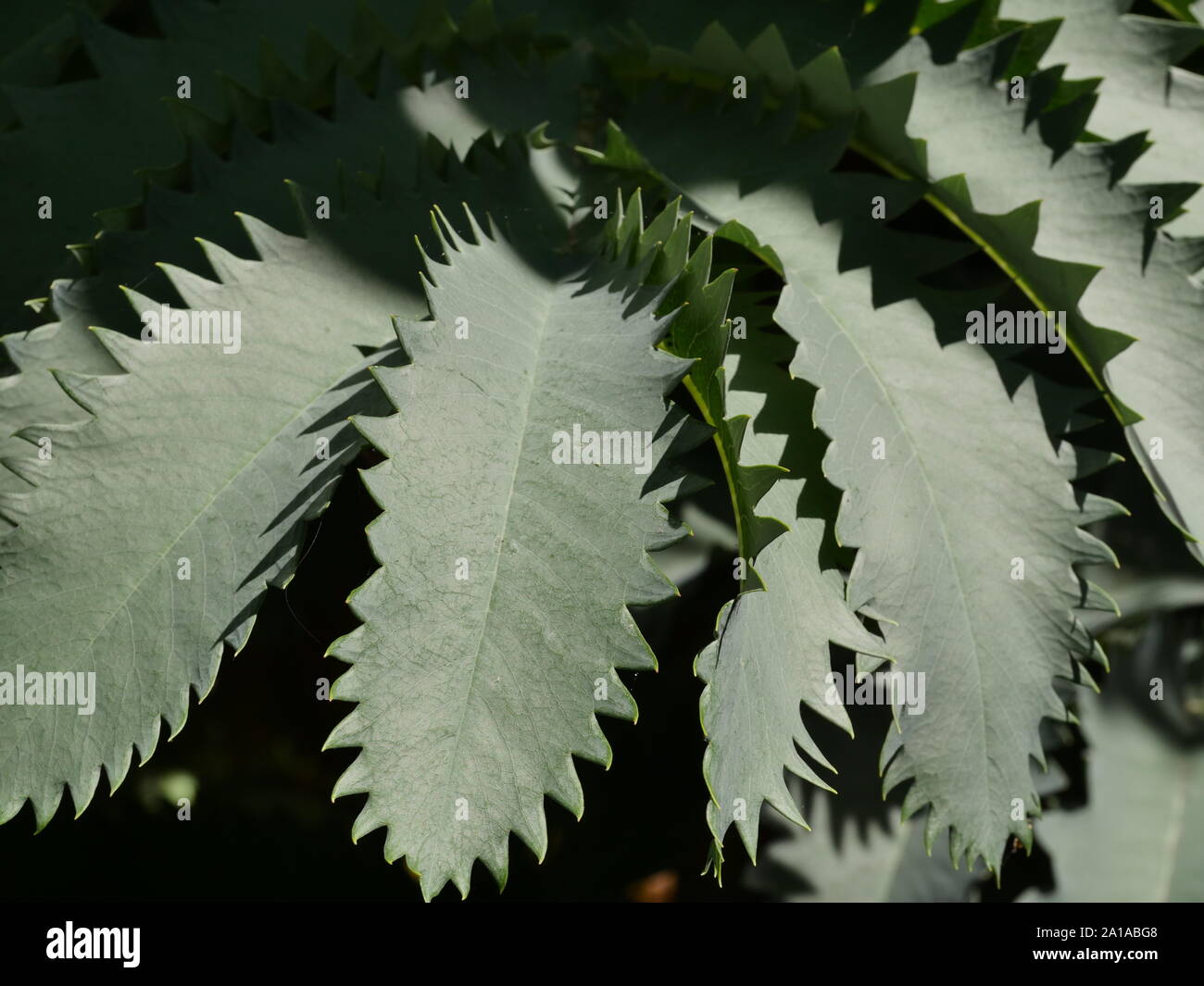 Melianthus major, Honig Strauch, Nahaufnahme der Blätter Stockfoto