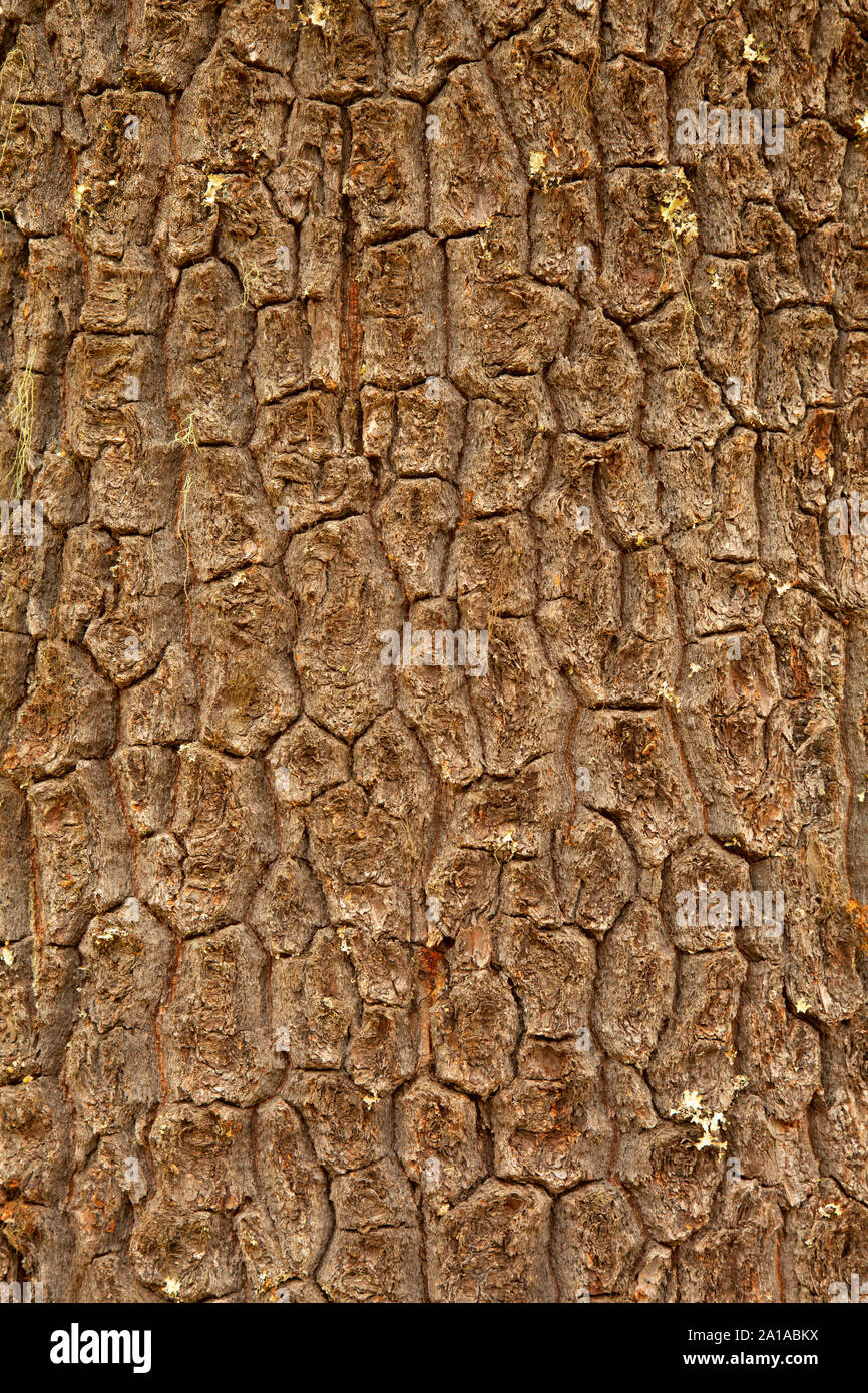Western White Pine bark, Rogue River National Forest, Oregon Stockfoto